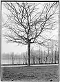 Suberose field elm, Vondelpark, c.1900