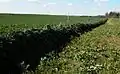 This dead hedge is made from small conifer branches placed around freshly planted saplings (in Hundorf near Schwerin, Germany).