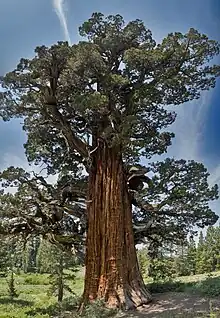 Bennett Juniper, the largest juniper