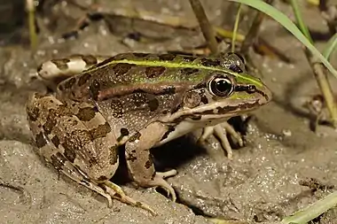 Image 3Epirus water frogPhotograph: Benny TrappThe Epirus water frog (Pelophylax epeiroticus) is a species of frog in the family Ranidae. It is found in western Greece, including Corfu, and the southern areas of Albania. The species is collected from the wild for human consumption.More selected pictures