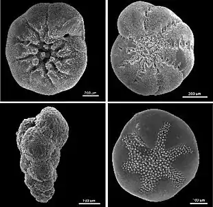 Ammonia beccarii (Rotaliidae), Elphidium excavatum (Elphidiidae), Buccella frigida (Discorbidae) and Verneuilinulla advena