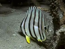 Eightband butterflyfishChaetodon (Discochaetodon) octofasciatus