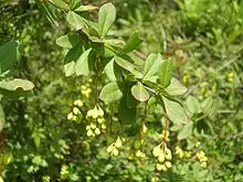 Berberis aristata, Uttarakhand