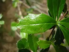 Leaves