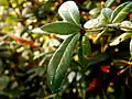 Leaves (Berberis gagnepainii)