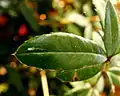 Leaf (Berberis gagnepainii)