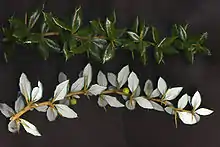 Berberis verruculosa, upper side of shoot above, lower side below.