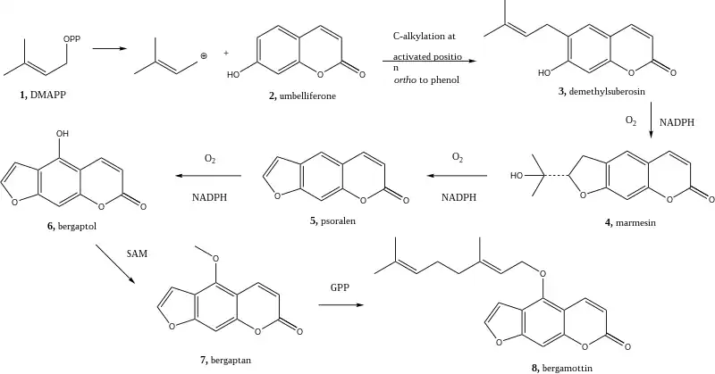 Synthesis of psoralen from 6-hydroxycoumaran