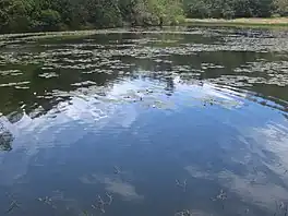 Water lilies in a shallow bay of Berijam lak