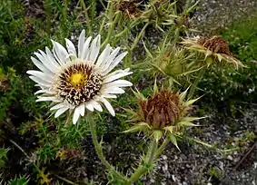 Berkheya cirsiifolia