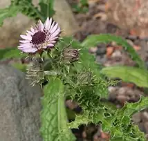 Berkheya purpurea