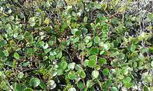 Betula nana (dwarf birch) Taymyr lowlands 48,000–25,000 YBP