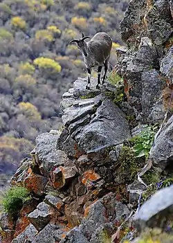 Himalayan blue sheep