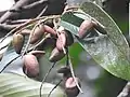 Bhesa indica fruiting branch