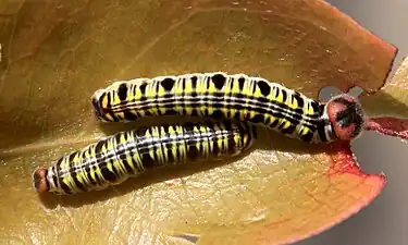 Larva