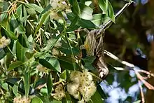 A bird feeding on flowers in a tree