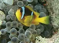 Amphiprion bicinctus in Gyrostoma