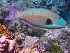 Male from Australia  – Terminal phase