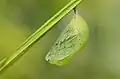 Chrysalis