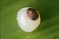 Egg on a corn (Zea mays) leaf with caterpillar visible through the egg shell