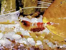 Crystal red shrimp with eggs