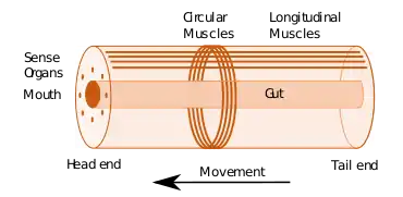 Image 37Idealised bilaterian body plan. With an elongated body and a direction of movement the animal has head and tail ends. Sense organs and mouth form the basis of the head. Opposed circular and longitudinal muscles enable peristaltic motion. (from Animal)