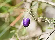 Fruit near Yarra Junction