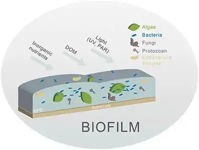 Image 11Different biofilm components in streams. Principal components are algae and bacteria. (from River ecosystem)