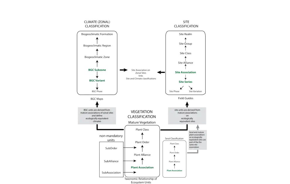 The biogeoclimatic ecosystem classification framework is presented, showing the integration of three classification hierarchies: vegetation, climate (or zonal), and site. The units of vegetation classification are linked to levels of the climate and site classifications