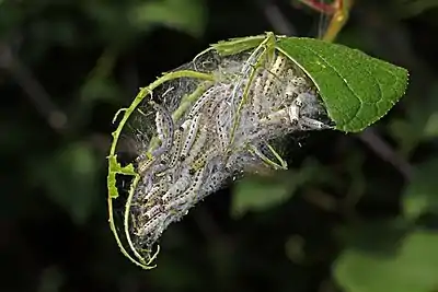 Image 8Bird-cherry erminePhotograph credit: Charles J. SharpThe bird-cherry ermine (Yponomeuta evonymella) is a species of moth in the family Yponomeutidae, native to Europe and parts of Asia. The caterpillars are gregarious and feed on the leaves of the bird cherry tree, forming silken webbing for their own protection. They create further webbing on the trunk and near the base of the tree, which hides them as they pupate. This photograph shows one of many bird-cherry ermine caterpillar nests on a tree in Lahemaa National Park, Estonia. In some years, they are so numerous that they can completely strip a tree of its foliage.More selected pictures