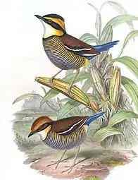 male and femaleH. (guajana) guajana