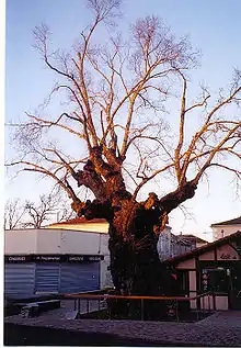 Biscarrosse elm in January; died 2010.