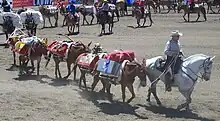 photo of a mule pack string operated by the United States Forest Service and participating in the Bishop Mule Days parade.