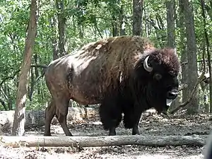 Bison