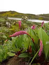 Bistorta macrophylla