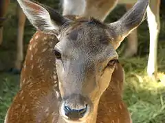 European fallow deer