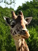 Reticulated giraffe