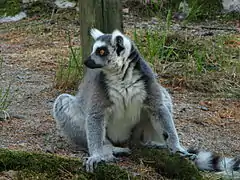 Ring-tailed lemur