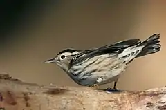 small black-and-white bird with prominent white eyebrow on a branch