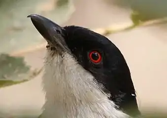 Head of male, D. cubla, showing red iris