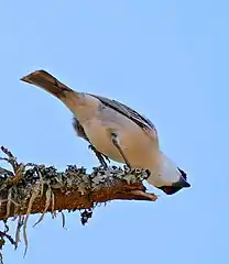 Tit-like foraging habit of male D. cubla