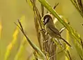 Black-breasted parrotbill at Manas National Park, Assam, India