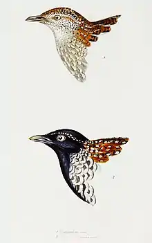 drawings of two bird heads