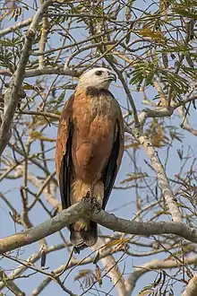 Black-collared hawk