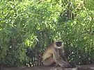 Black-footed Gray Langur at Gajendragad