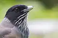 Garrulus lanceolatus from Pangot, Uttarakhand, India at an altitude of around 6300 ft.