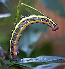 Black-spotted Prominent (Dasylophia anguina) caterpillar on Wisteria