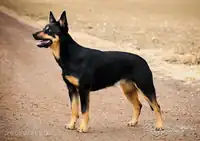 Black and Tan Kelpie