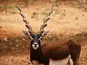 Blackbuck female