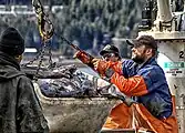 Image shows three people working around a tote full of sablefish held by a crane